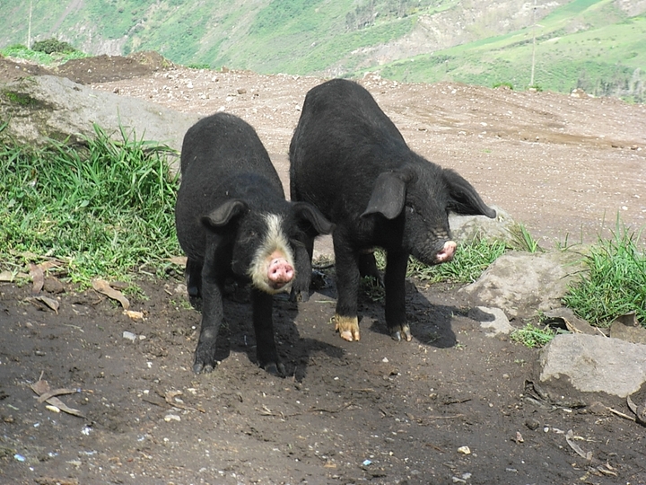 Zuschauer - Ecuador